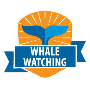 Whale Watching